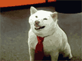EMOBILEの CMに登場する犬「シロ」。