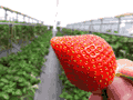 埼玉県の「篠津・季節の香り農園」というところに行ってきました。イチゴ美味し！